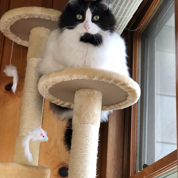 Posh Ambassador II, Anita 😊😊❤️❤️ - Picture 10 of 12